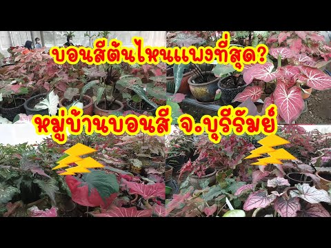 #บอนสีที่แพงที่สุดในตอนนี้! หมู่บ้านบอนสี จ.บุรีรัมย์