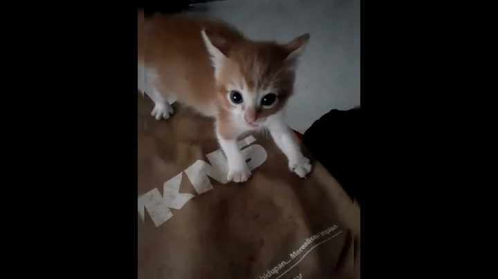 What will happen when you touch angry kitten?? | ending twist!! - DayDayNews