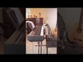 Cat plays piano