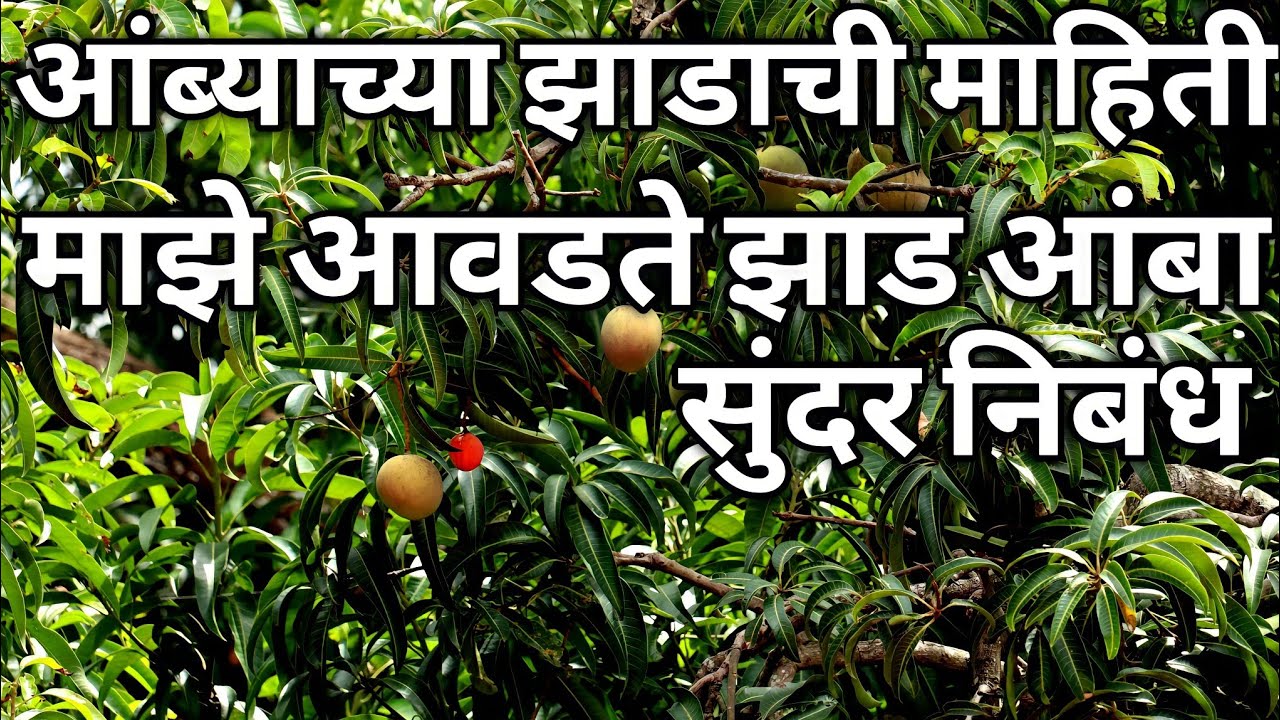 essay of mango tree in marathi