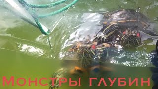 Кормление черепах рыбой бычками голодные красноухие