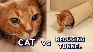 Cats vs Reducing Tunnel | Hole Challenge