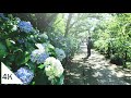 【4K】Walking around Hondoji Temple, famous for its hydrangea - Japan