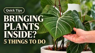 Bringing Houseplants Indoors for Winter? 🌱 Do These 5 Things First