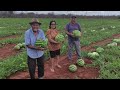 FARTURA NO SERTÃO, COLHEITA DE MELANCIA NO ROÇADO DE CHICO DE COCA EM VERDEJANTE PERNAMBUCO.