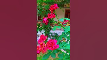 #تلاوة_هادئة #اسلام_صبحي #islamicstatus #tilawatequran #nature #beautiful ##إسلام_صبحي