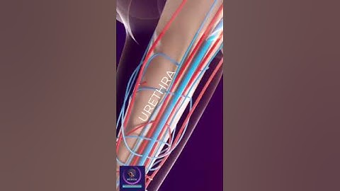 Erectile Dysfunction Treatment by Shockwave Therapy #shorts