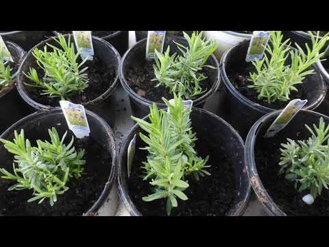 Vídeo: Propagação de estacas e sementes de lavanda. Como cultivar lavanda