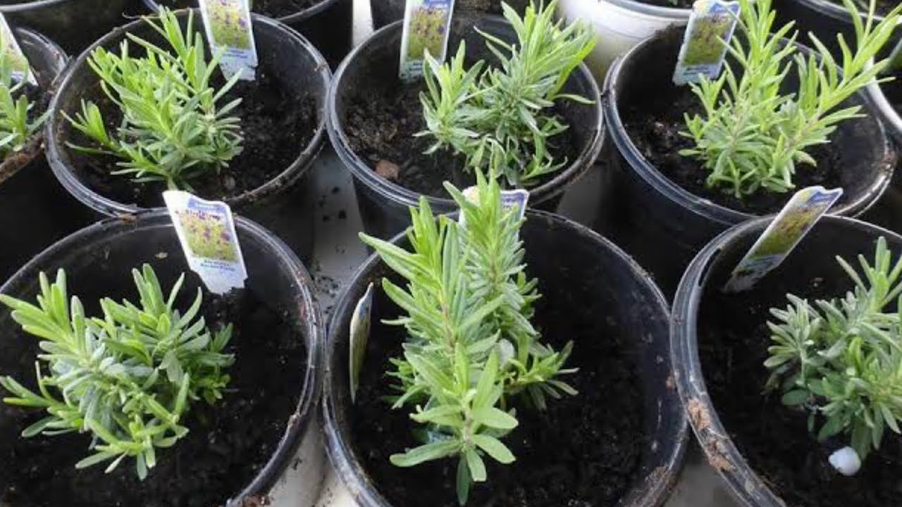 COMO FAZER MUDAS DE LAVANDA POR ESTAQUIAS CORRETAMENTE