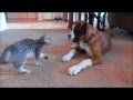 Hunter the boxer puppy vs. Olive the bengal kitten