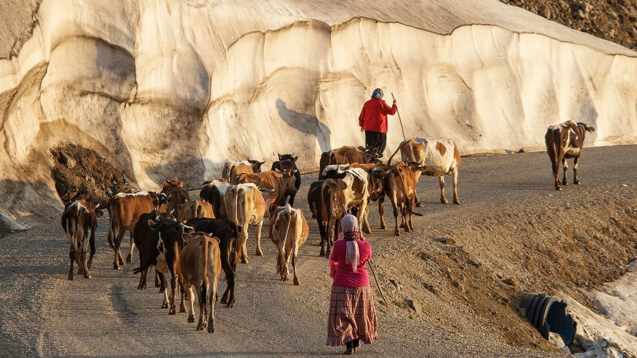 Миграция братьев Яйладжи с коровами | Документальный фильм ▫️4K▫️