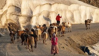 Migration of Yaylacı Brothers with Cows | Documentary ▫️4K▫️