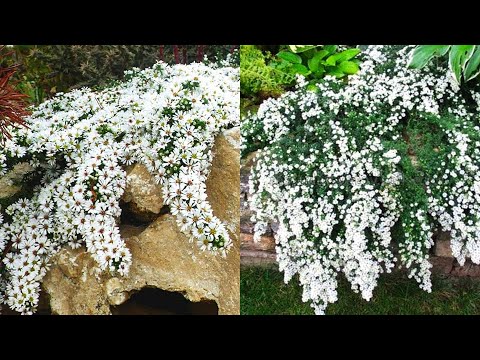 Vídeo: Les flors morades al jardí són luxoses i glamurosos