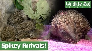 Cute Baby Hedgehog SQUEAKING - SO CUTE!