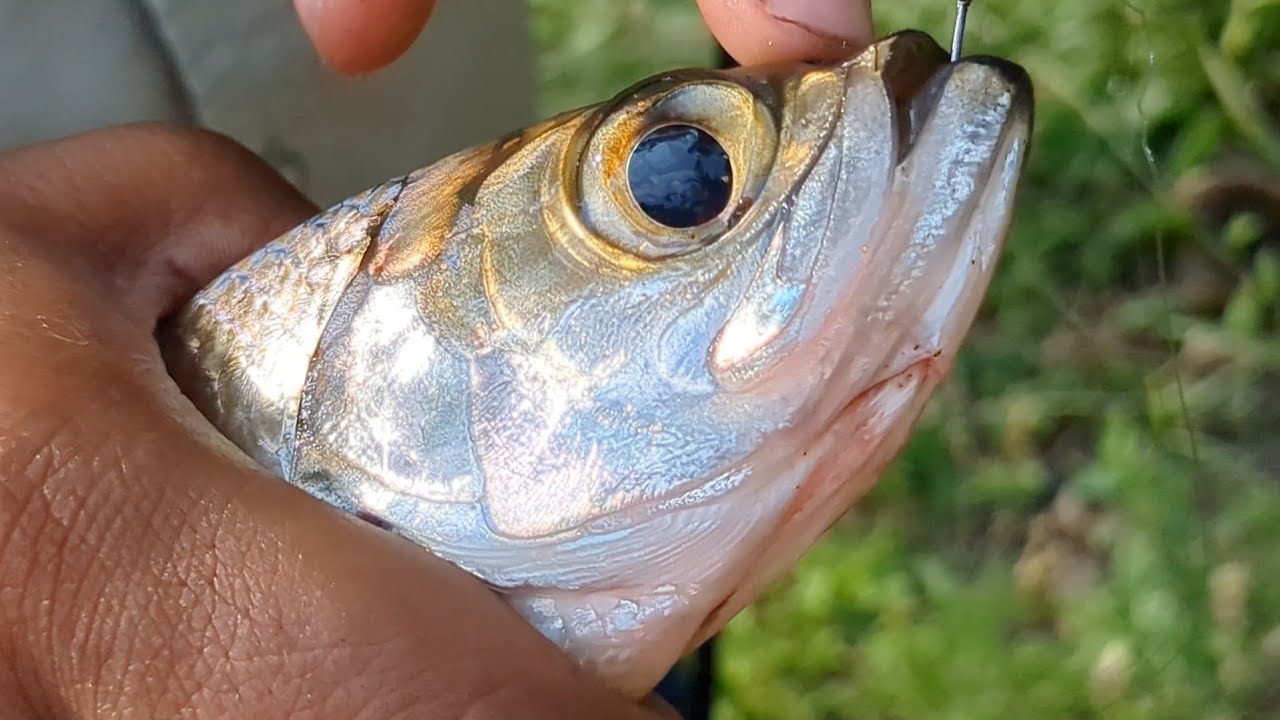 ചെമ്മീൻ ഇട്ടൊരു കണ്ണിപിടുത്തം IFIF Tarpon Fishing Fishing