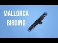 Mallorca Birding 28/06/19 - 05/07/19