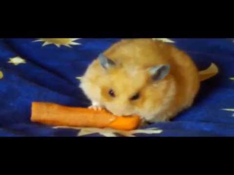 CARROT  CRUNCHING HAMSTER