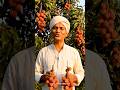 Indian Litchi Garden🍒Village Farmer Selling Fresh Litchi Cinematic Hindi Shorts#Litchi #Lychee......