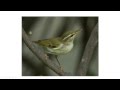 Leaf Warblers (1)