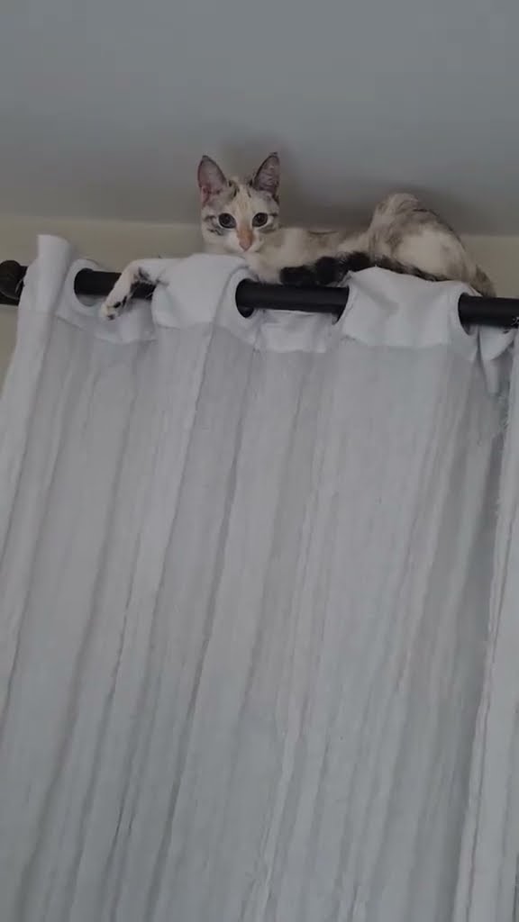 Très drôle le chat