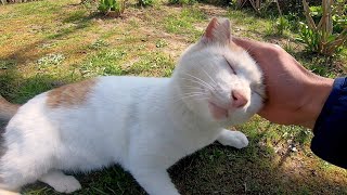 トコトコと歩いてきてお尻をコッチに向けて腰トントンを要求する野良猫が可愛過ぎる