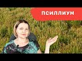 Что такое псиллиум? И зачем он нужен на кето?