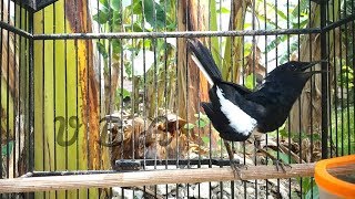 TES EMOSI KACER ANDA DENGAN KACER SATU INI DIJAMIN LANGSUNG NARUNG SEKETIKA