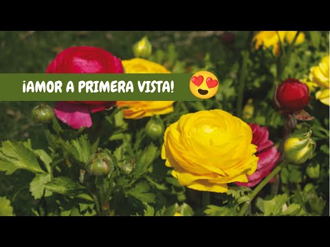 Vídeo: Fabulosas flores de ranúnculo