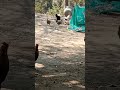 Funny the hen fight with  monitor lizard