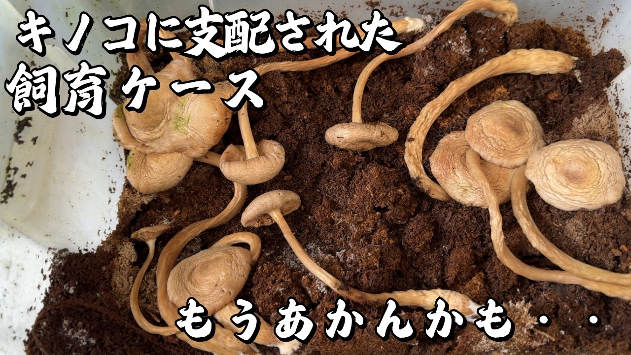 キノコに侵略された飼育ケース！はたしてカブトムシは無事なのか？