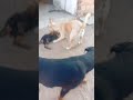 meu cachorro quando era pequeno brincando com a Amora.... Léssi mãe dele..