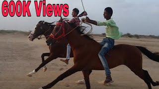 Horse Race in Mandvi, Vijay Vilace, Kutch | Veer & Motti