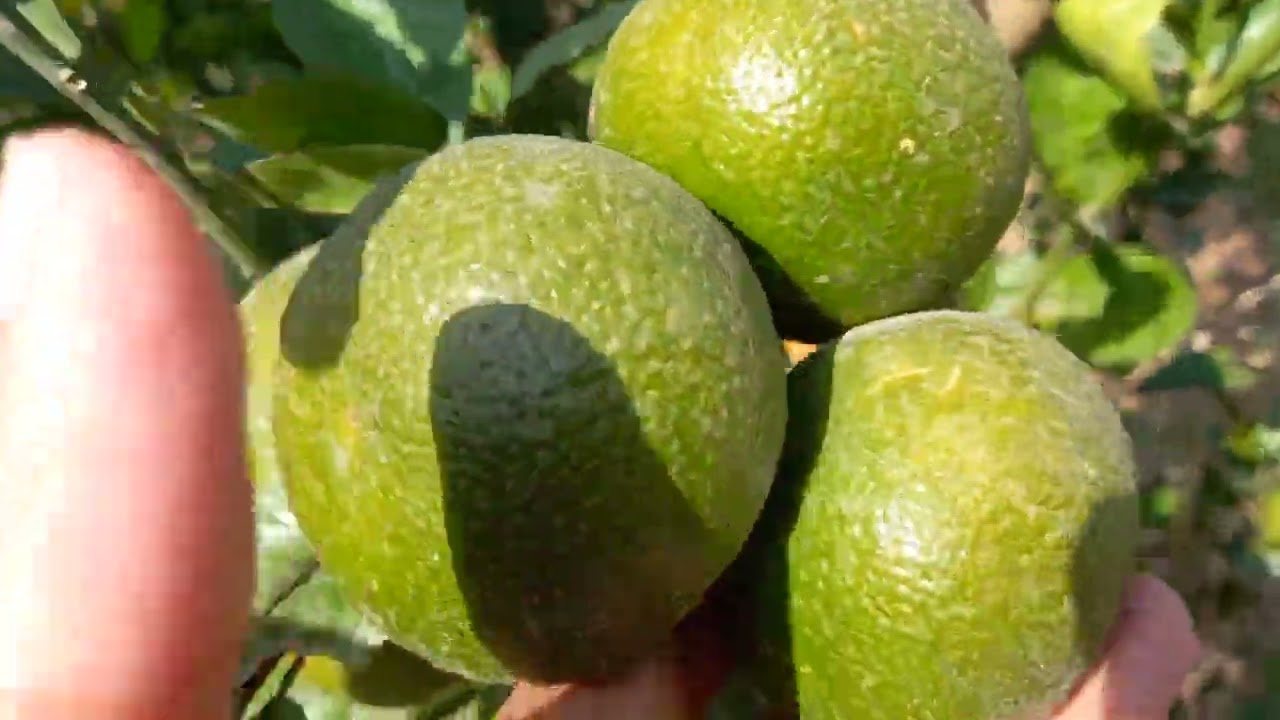 خدمة_مزارع_المندرين_فترة_التحجيم_و_التلوين 🌿