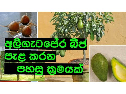 How to grow avocado tree from seed?| බීජ වලින් අලිගැට පේර ගසක් පැළ කරන්නේ කෙසේද?| Govithena| sinhala