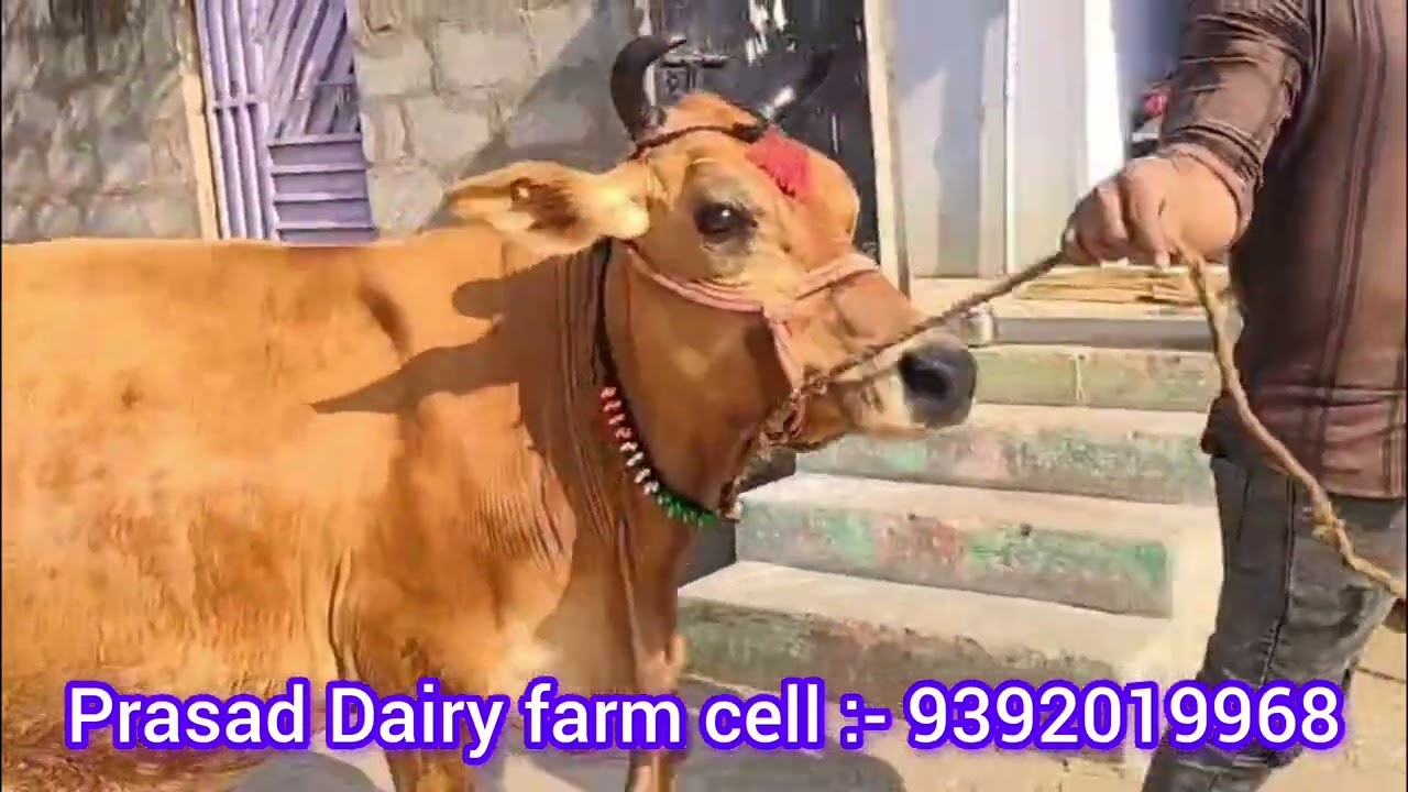  9392019968 తక్కువ ధరకే HF మరియు జెర్సీ అవులు