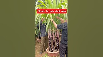 Khách nhà e chọn cây sớm rồi đấy ạ☎️092.391.6866-0921.826.862 #nhavuonngoclam #caycanh #miatet