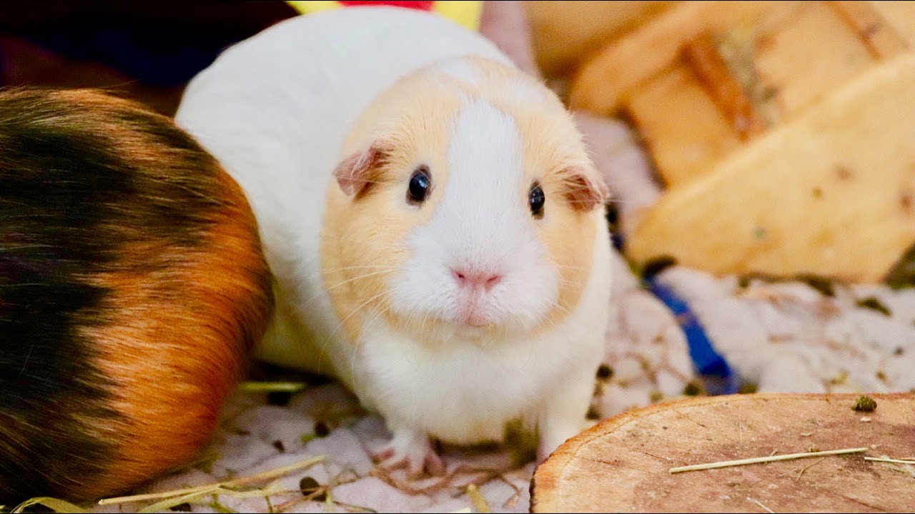 How Do You Know If Your Guinea Pig Trusts You?