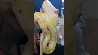 Burmese Pythons