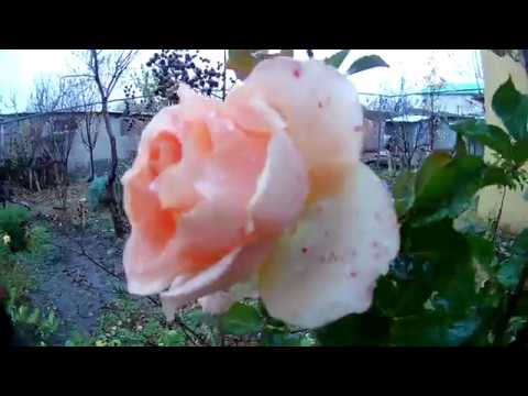 ჩემი ეზო და 2018 წლის პირველი წამოფიფქვა...