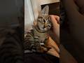 5 Signs Your Cat Sees You as Family 🐾💕