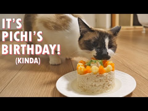 Making a birthday cake for our cat!