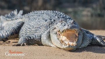 Saltwater Crocodiles Need to WARM UP and COOL DOWN to Survive!