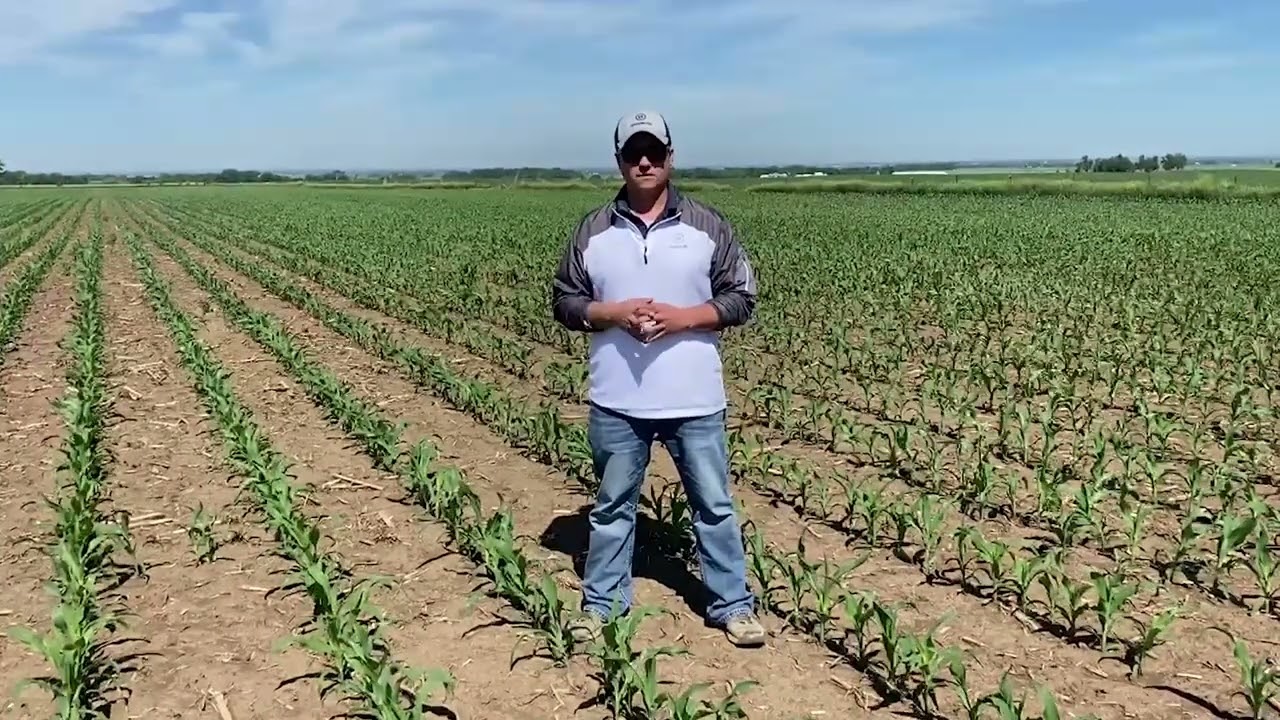 Regional Product Advantage: Hoegemeyer brand 7990 Q