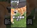 もし柴犬兄弟がバイトに行くと… #柴犬ロック #柴犬ボブ