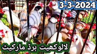 Lalukhet sunday bird market video || Latest update 3-3-24 || sunday birds market