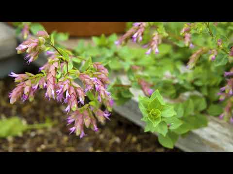 Wideo: Powszechne odmiany roślin oregano: jakie są różne rodzaje oregano