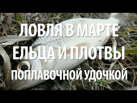 ловля плотвы в марте на поплавочную удочку