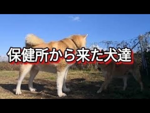 まめ 蔵 飼い主 まめ 蔵 飼い主
