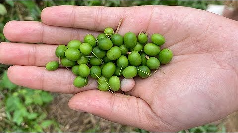 Hái dưa chuột dại, loại cây mọc dại đầy bờ rào | Picking wild cucumbers, plants that grow wild