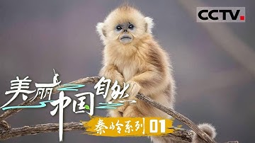 《美丽中国 自然》成长的摇篮：秦岭添丁 金丝猴宝宝出生即成团宠 金丝猴家族上演“哄抢”大戏！——秦岭系列【CCTV纪录】